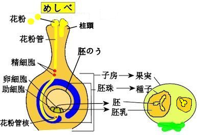 種子植物と種子