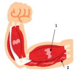 骨と筋肉 骨と筋肉