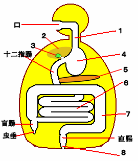 消化器官